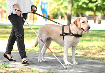 5-1. 5 Best Practices for Training Service Dogs for Specific Needs